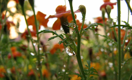Rain garden Rain garden